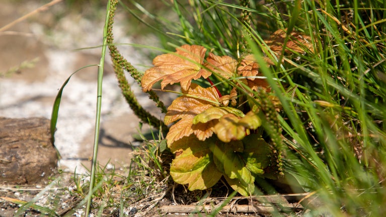 New Sycamore shoots in the roots of the felled Sycamore Gap tree,